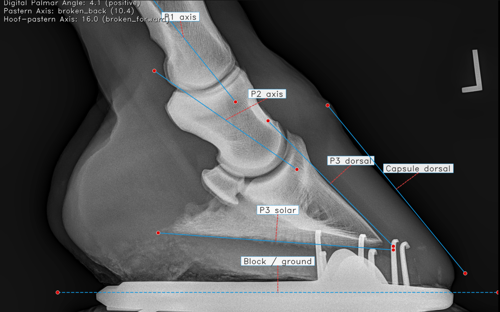 Equine hoof radiograph with automated anatomic measurements