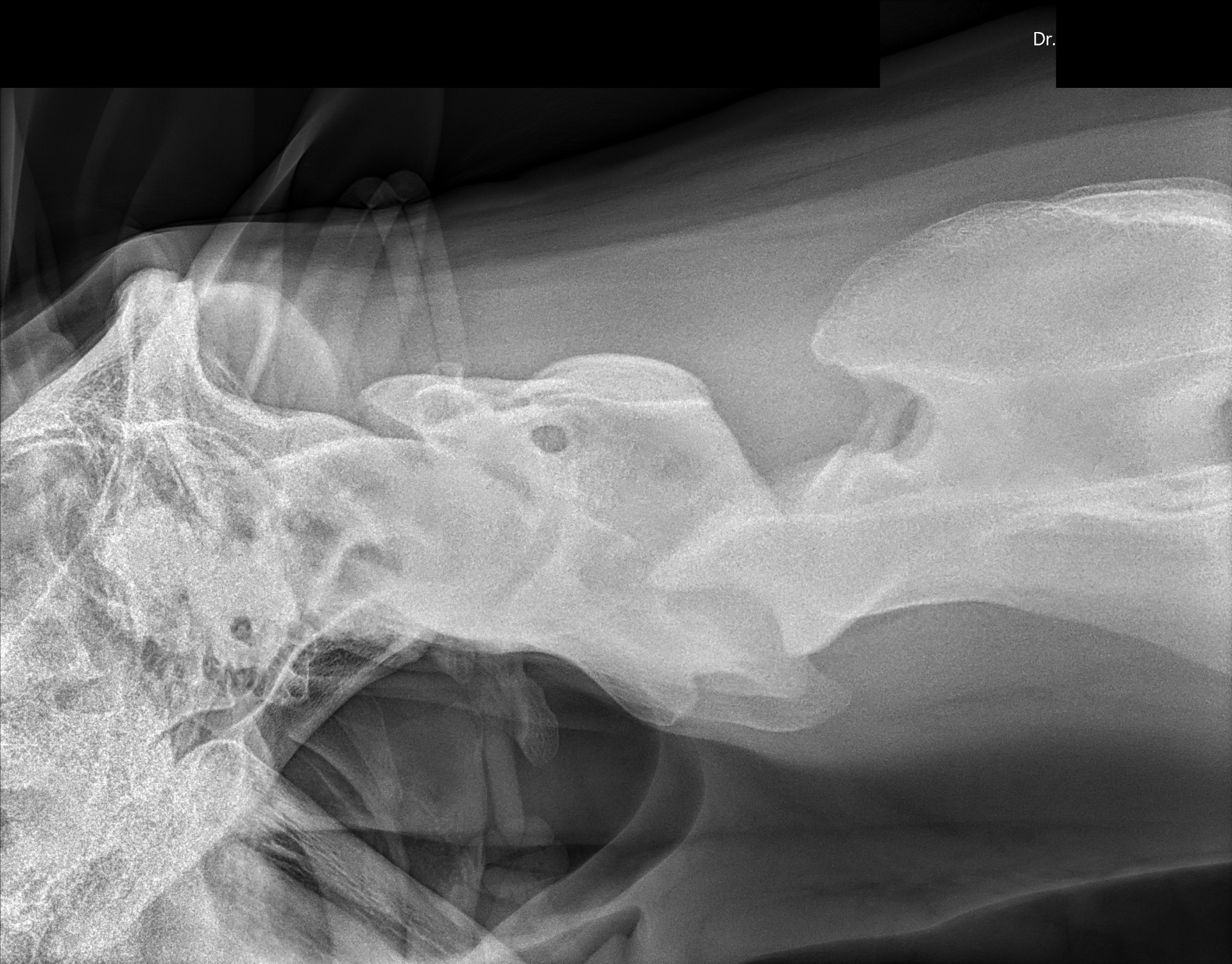 Diagnostic-quality equine radiograph