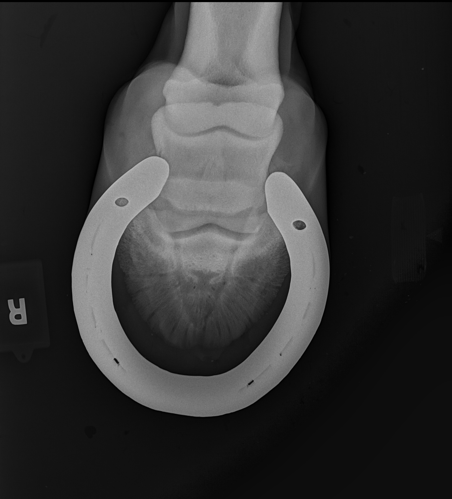 Current Xray radiograph